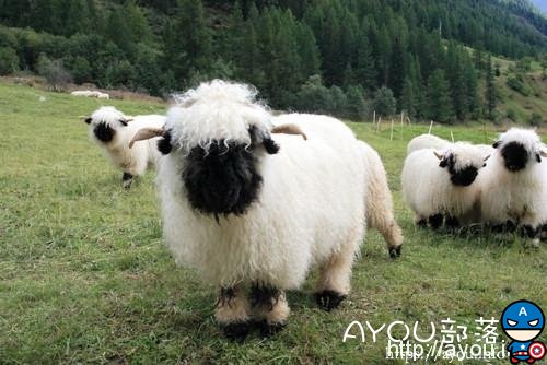 这种黑脸黑脚的萌羊叫做瓦莱黑鼻羊（Valais Blacknose）。是瑞士瓦莱地区培育出来的一种肉羊品种。